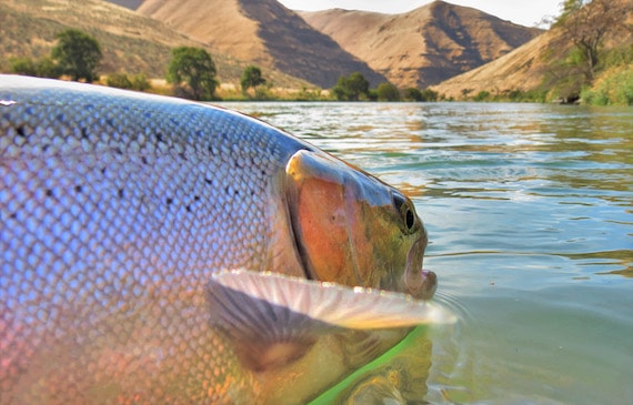 Deschutes River Anglers