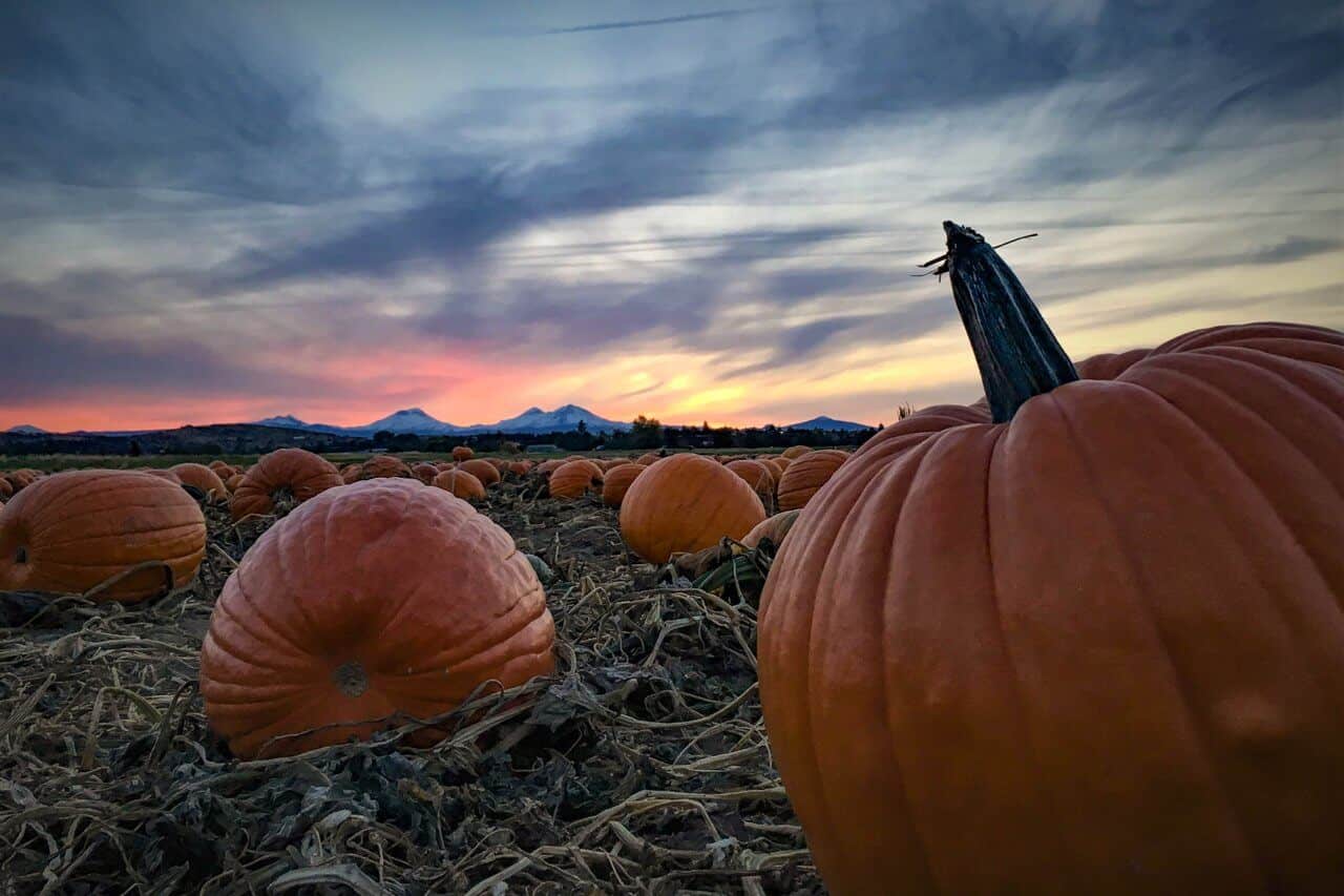 Pumpkins in a field with the Cascade Mountains in the background. Pumpkins in a field with the Cascade Mountains in the background.