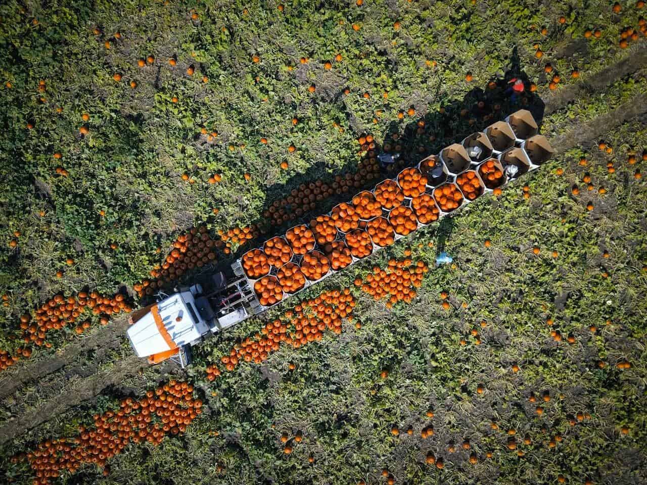 A truck with pumpkins being loaded onto it. A truck with pumpkins being loaded onto it.