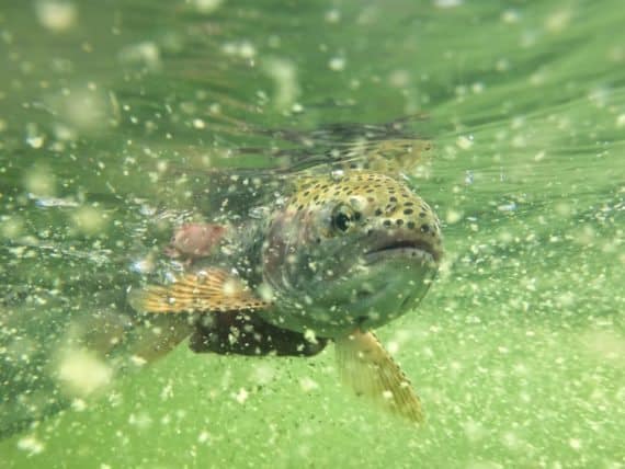 A fish under water in Central Oregon. A fish under water in Central Oregon.