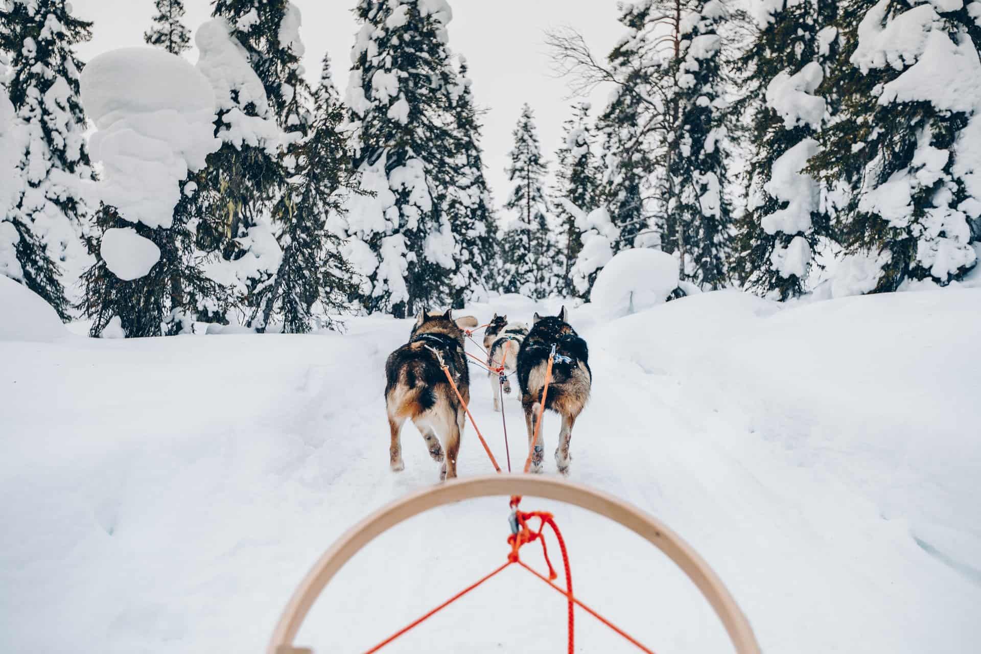 Central Oregon Sled Dog Rides: Four-Legged Friends Power All Day Smiles