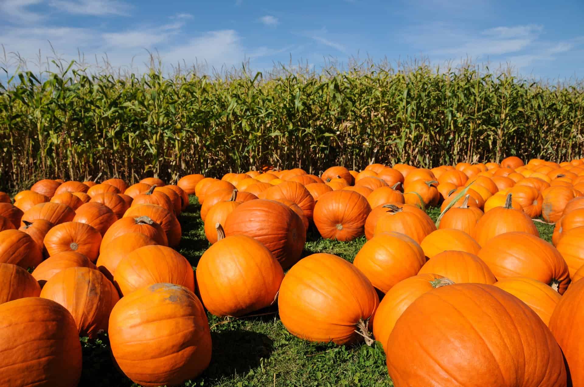 Pumpkin Patches + Petting Zoos = Fall Family Fun