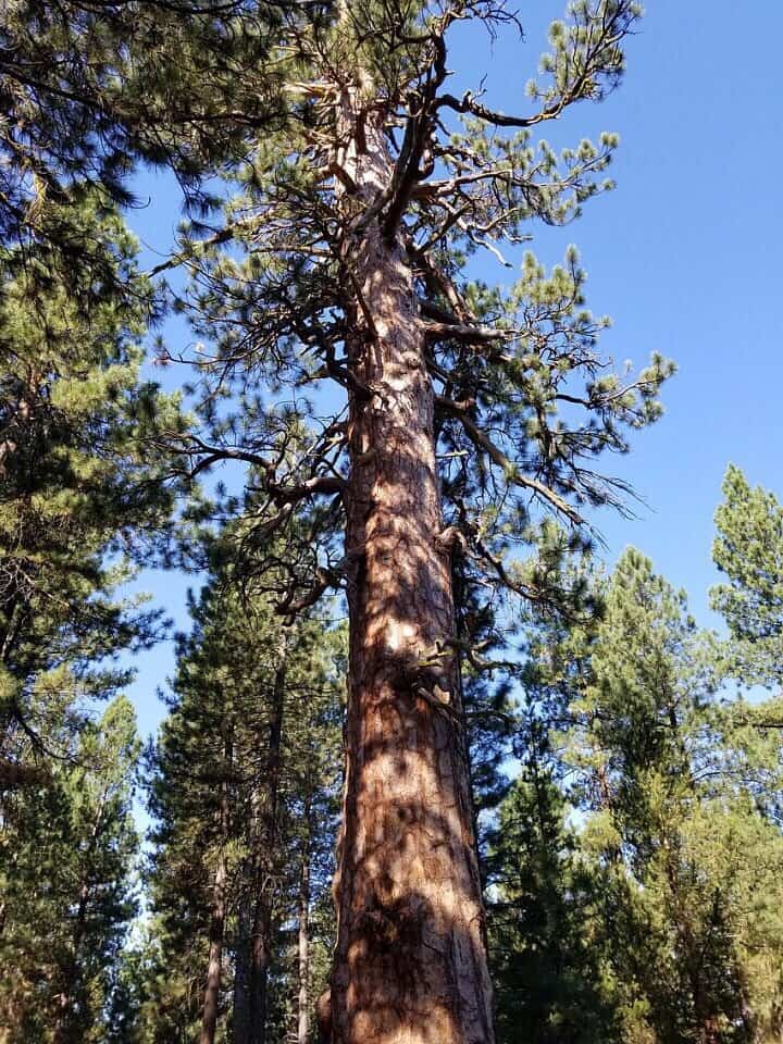La Pine State Park