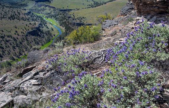 Oregon Natural Desert Association