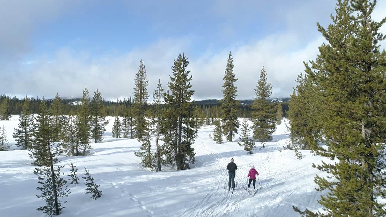 two people cross country skiing amongst the ponderosa pines two people cross country skiing amongst the ponderosa pines