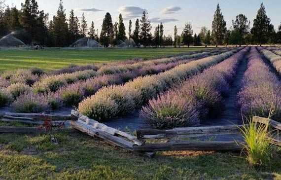 Tumalo Lavender